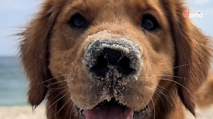 Frauchen liegt am Strand: Plötzlich bringt Golden Retriever ein wundervolles Geschenk