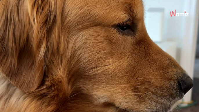 Golden Retriever untröstlich, als er kapiert, was sein Frauchen vorhat