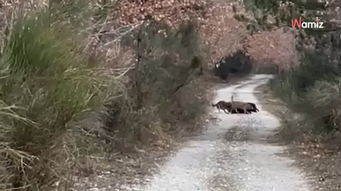 Mann geht mit Hund Gassi: Was er auf dem Weg sieht, kann er nicht so schnell verarbeiten