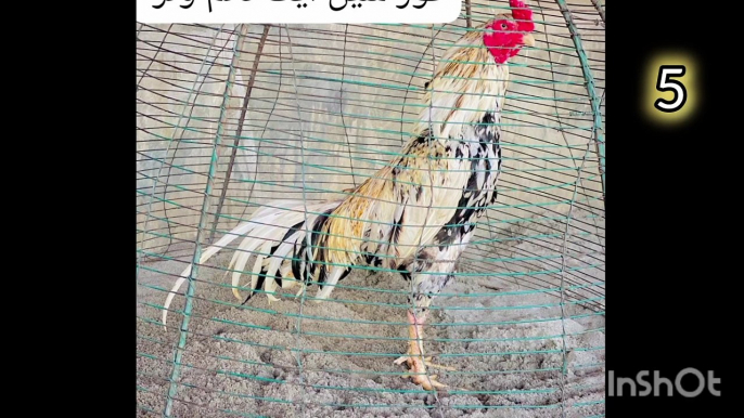 Top 43 Aseel murga murgi breeder | rooster, murga, murge, ASMR | album 12 | aseel-murga-lovers-222