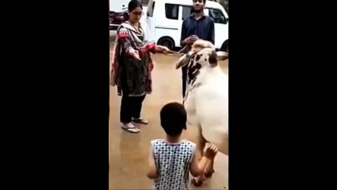 Eid Ul Adha I Qurbani I Angry Dangerous Cow Kicked Kid Infornt Mom Dad