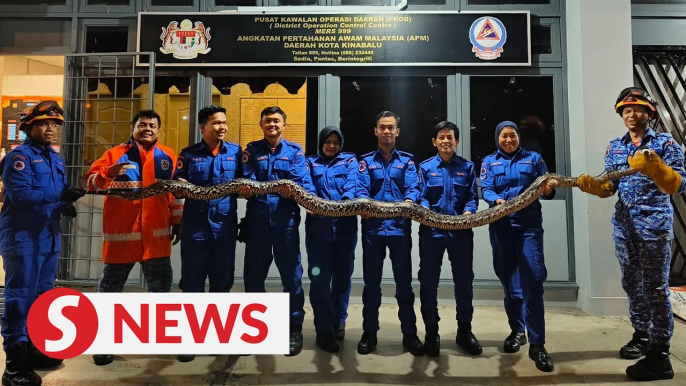 Four-metre-long python captured in Kota Kinabalu home