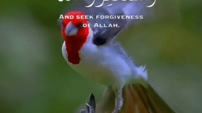 Beautyfull bird and tha Hollyquran vedio