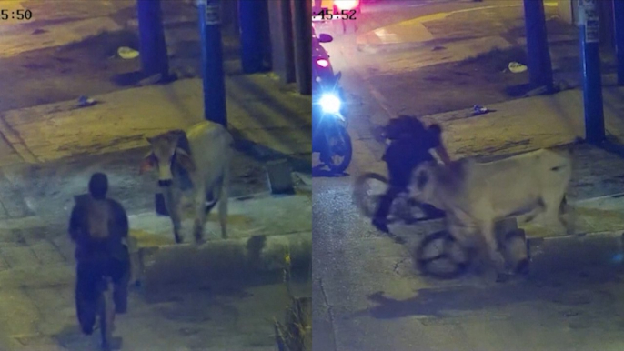 Un toro suelto embiste a un ciclista en mitad de la calle