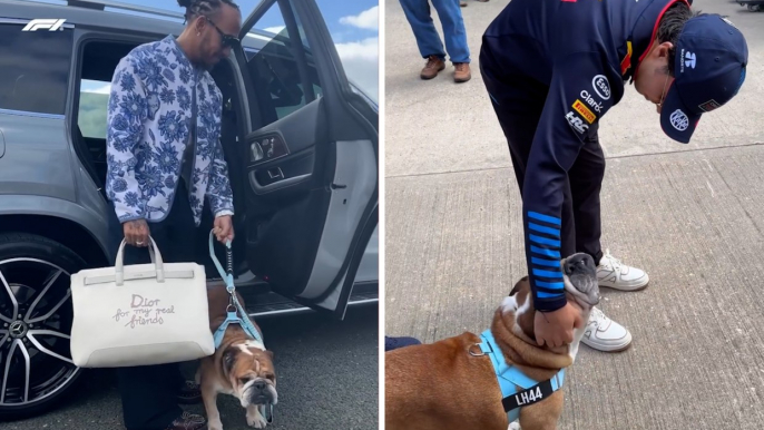 Roscoe, la mascota de Lewis Hamilton, es la verdadera estrella del GP de Gran Bretaña; hasta Checo Pérez es su fan