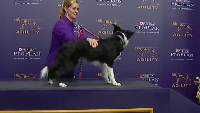 P!nk the border collie wins back-to-back titles at the 2019 WKC Masters Agility | FOX SPORTS