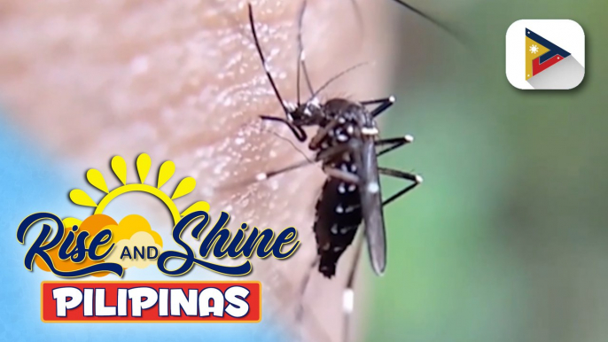 Kaso ng dengue sa bansa ngayong tag-ulan, tumaas ng 30% ayon sa DOH; 7 rehiyon sa bansa, nakitaan ng pagtaas ng kaso ng dengue