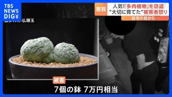 「3年4年と手塩にかけた植物」被害者が怒り！防犯カメラがとらえた多肉植物を窃盗の瞬間｜TBS NEWS DIG