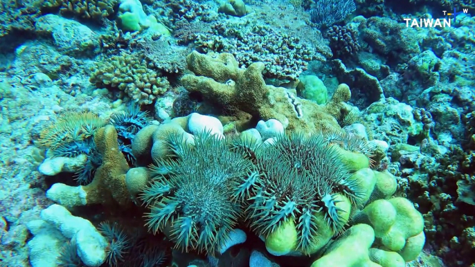 Crown-of-Thorns Starfish Outbreak Destroying Coral Ecosystems Near Pratas Island