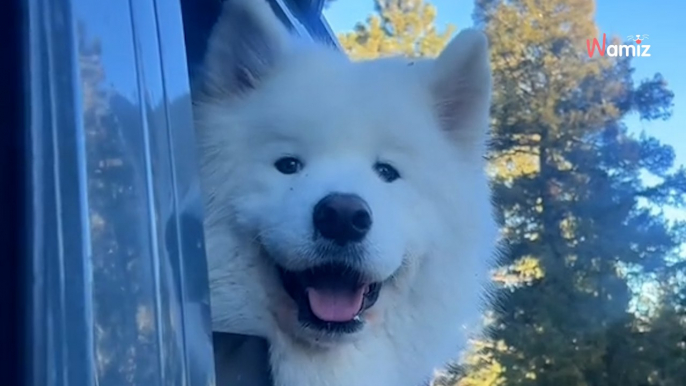 Hund bekommt ein neues Zuhause - Halter filmen seine Reaktion