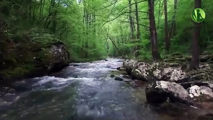 Sons da Natureza Lei da Atração, Prosperidade, Felicidade e Paz Interior