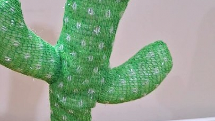 Cactus Charms with Bollywood Dialogues