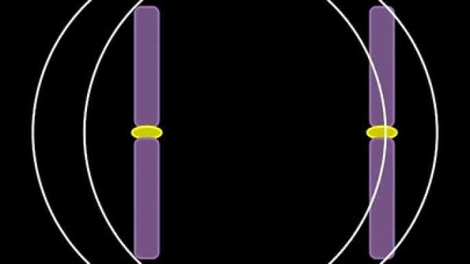 DNA Replication