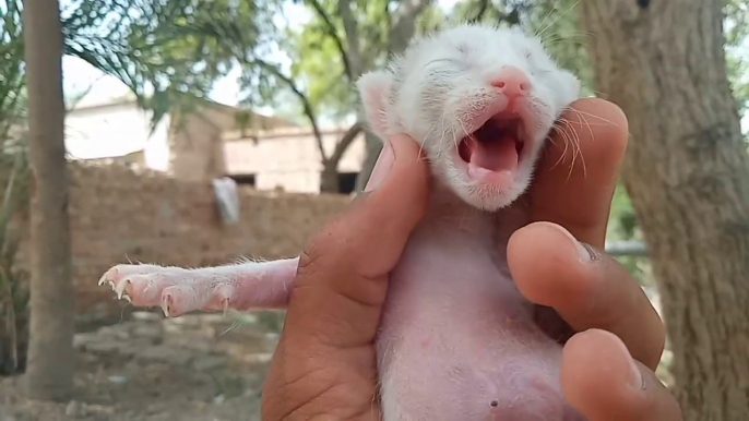 Cute & Funny Kitten Gives Big Meow - White Kitten Meowing So Loudly