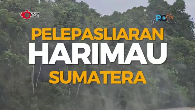 Pelepasan Harimau Sumatera oleh Kementrian Lingkungan Hidup | Harian 9