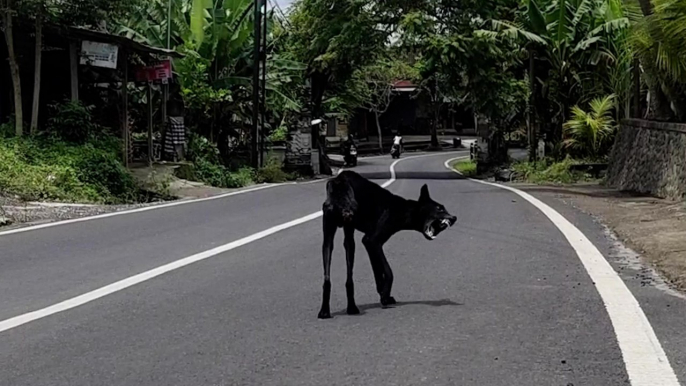 This Injured Dog Wouldn't Let Anyone Touch Him Until....