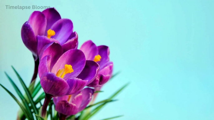 Blooming Flowers Timelapse Full HD 2024 | Timelapse Blooms