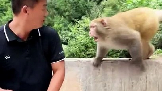 Funny Monkey Video  #fypdongggggggg #foryoupageofficiall #fypシ゚viral #fypシ #tiktokhyderabad #foryoupage #tiktokindia #fypage #funnymoments #fyp #reels #reelsfb #reelsviral #reelsvideo #reels2023 #reelit #rehmanitx54