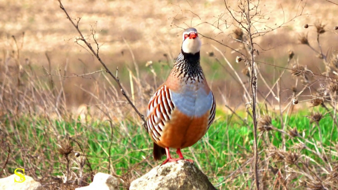 BEAUTIFUL PAKISTANI BIRD 4K HDR 60 FPS VIDEO .! COLORFUL BIRD HDR 4K VIDEO