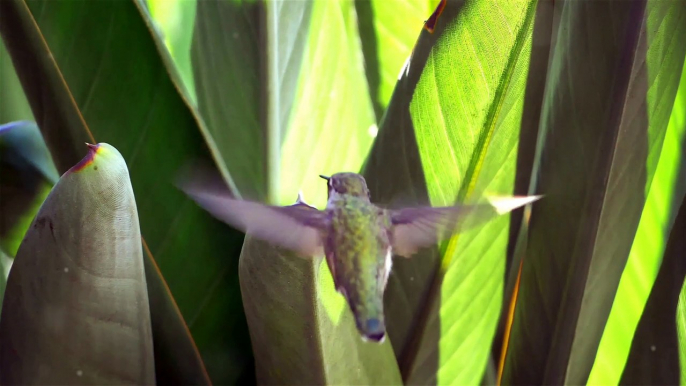 "From Quranic Birds to Modern Planes: How Nature and Faith Inspire Aviation Innovations"