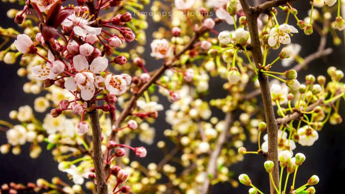 American Wild Plum Flowers Blooming Relaxing Timelapse