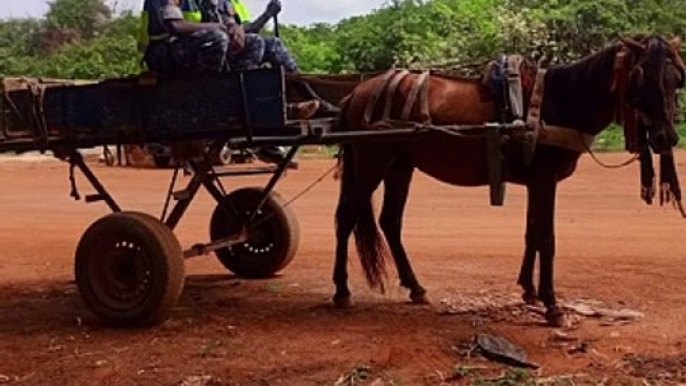 26 individus interpellés: La gendarmerie ratisse la forêt de Mbao