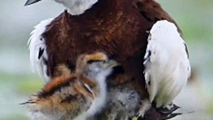 Jacana’s Clever Camouflage: Chicks Hidden Under Wings! #Viral #Trending #Wildlife #Nature