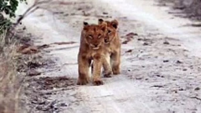 Two Lion Cubs Roaming the Savanna: Tiny Kings of the Land! #Viral #Trending #Wildlife #Nature