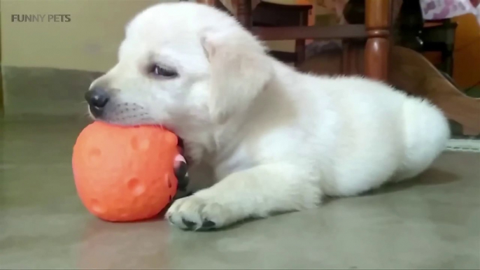 LABRADORS ARE AWESOME ★ Funny Labradors COMPILATION