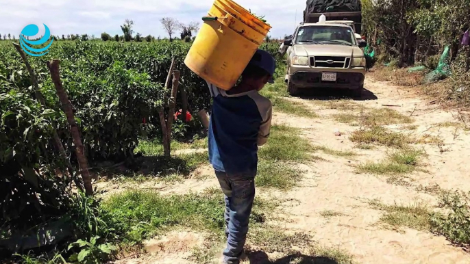 NOM 038: Menores solo podrán realizar labores administrativas en el sector agrícola