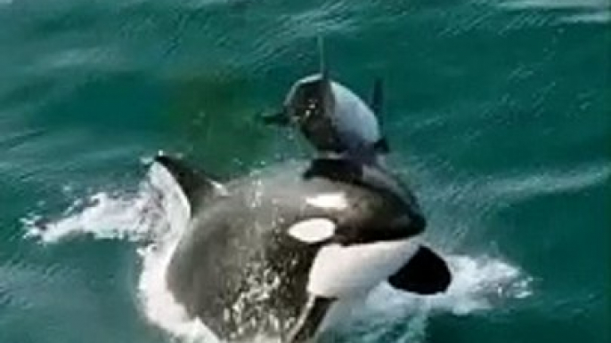 Marine Animals | Orca | Killer Whales | Sea Life Explorer