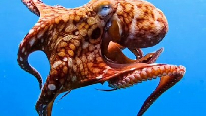 Marine Life | Ocean Beauty | Sea Life Explorer