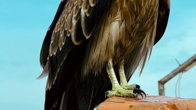 Blade Eagle Perched and Looking Fierce! #Viral #Trending #Wildlife #Nature #EpicMoment