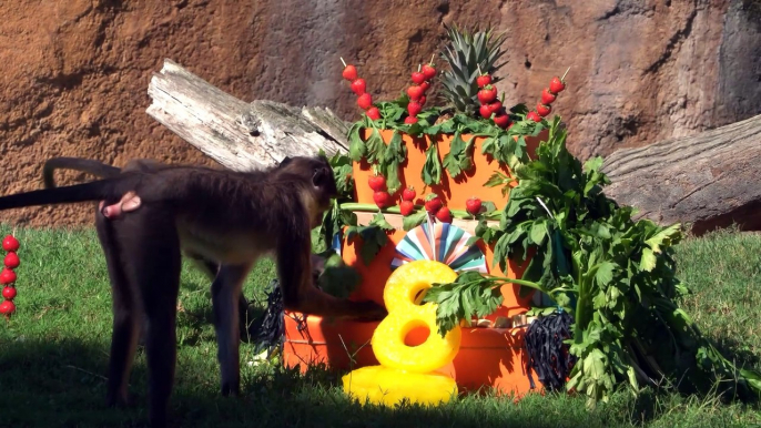 La gorila Virunga celebra su octavo cumpleaños en Bioparc Valencia con tarta de fruta y helado