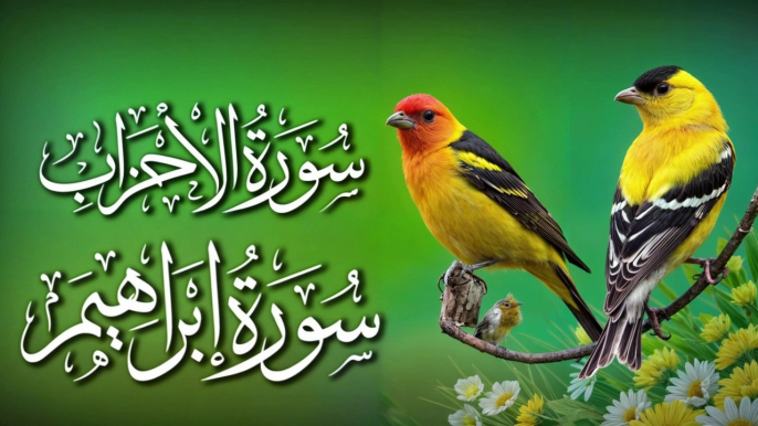 Beautiful Recitation Of Surah Ahzab , Surah ibraheem |Tilawat e Quran |Al Quran |Quran