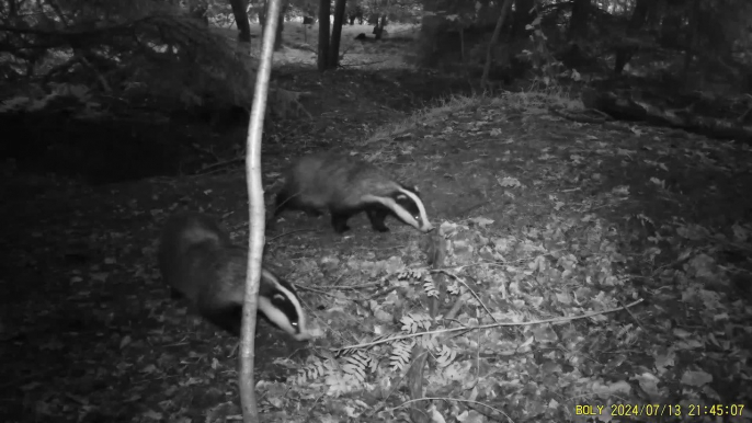 Le blaireau, ce pataud placide, trop longtemps mal-aimé