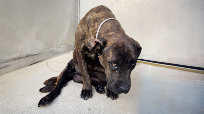 Dog Who Had 12 Puppies In The Shelter Gets A Spa Day