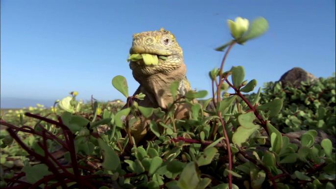 Galapagos (2006) - S01E02 - Islands That Changed the World