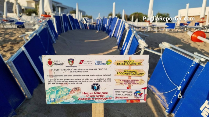 In un lido di Monopoli schiusa in sicurezza delle uova di tartaruga marine grazie alla sinergia tra volontari, lavoratori dello stabilimento e amministrazione comunale