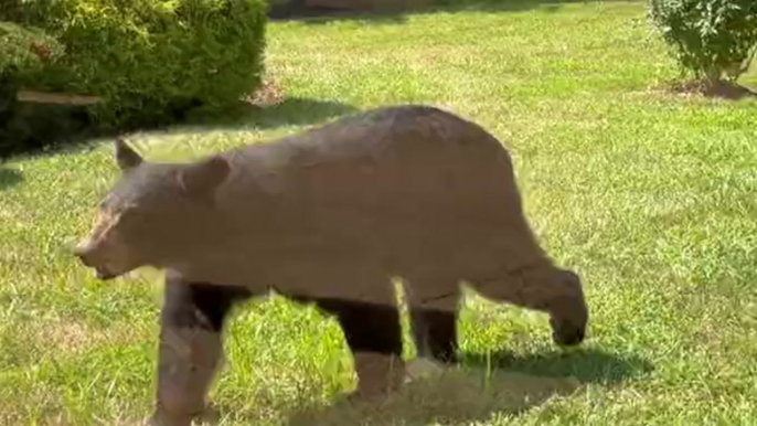 Black bear filmed lurking outside assisted living facility in ‘rare’ moment