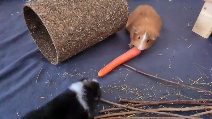 Meerschweinchen-ASMR: Sonniger Möhren-Genuss im Freilauf | Guinea Pig Carrot Feast