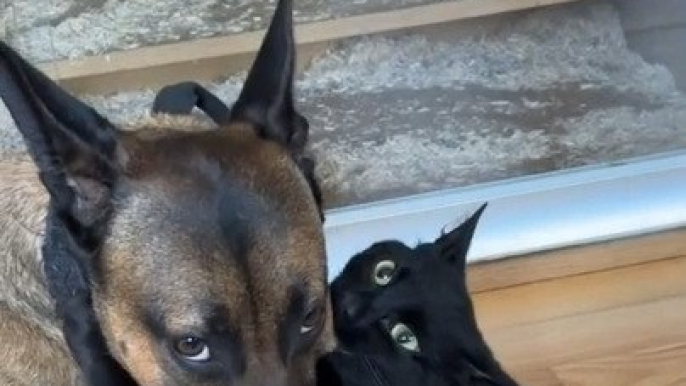 Cat and Dog Bite Each Other