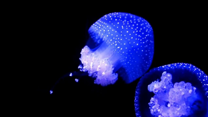 Sea Life | Jelly Fish | Water Bodies | Sea Life Explorer