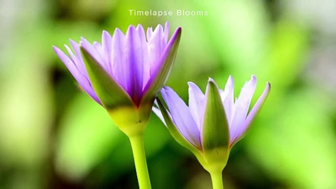 Bangladeshi Especial 4K Water lily Flower Blooming Timelapse Blooms