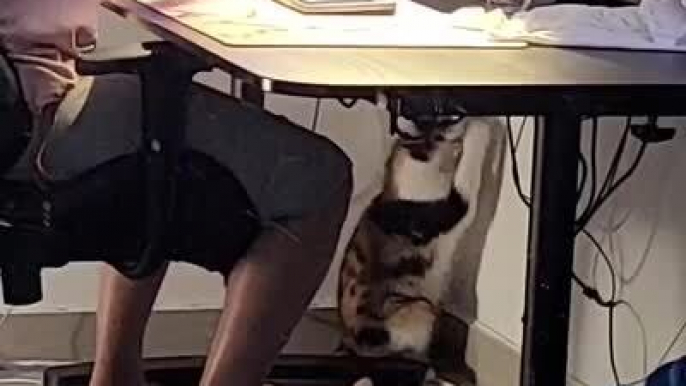 Cat Pulls and Bites Mouse Cord While Woman Plays Video Game