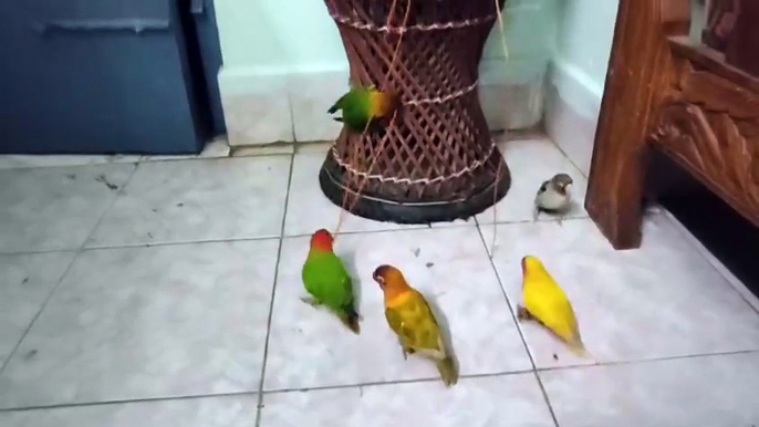 Cute love birds video