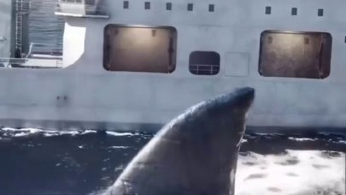 Shark attack: Massive shark damaged ship in dramatic encounter #shark#sharks#shark attack#great white shark# shark attack on ship# shark attack on ship insea#shark bite