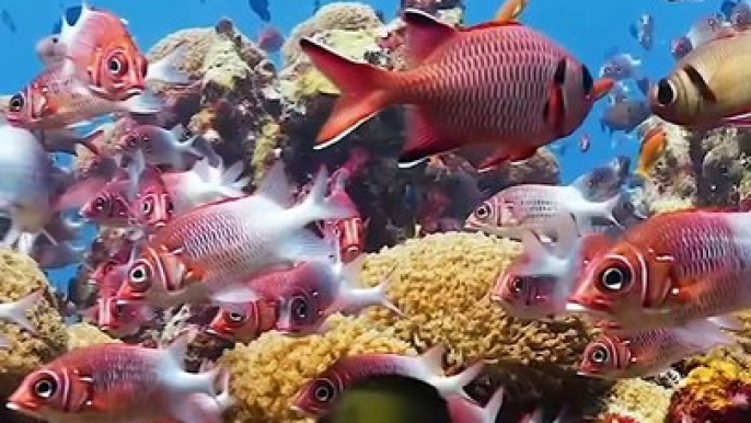 Marine Life | Coral Reef Beautiful ❤️ | Sea Life Explorer