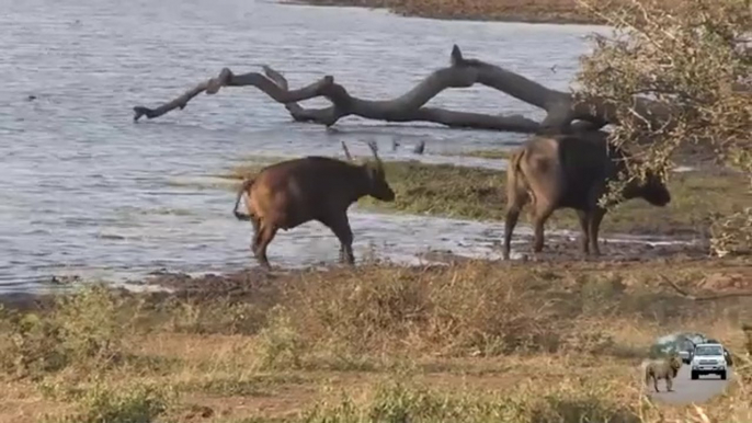 Six Male Lions Attack Buffalo Just Because They Can