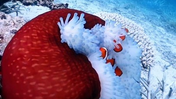 Aquatic Life | Beauty Of Coral Reef  | Sea Life Explorer